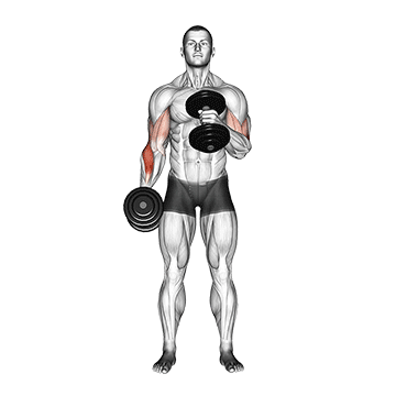 How to do Dumbbell Cross-Body Hammer Curl — animated demonstration