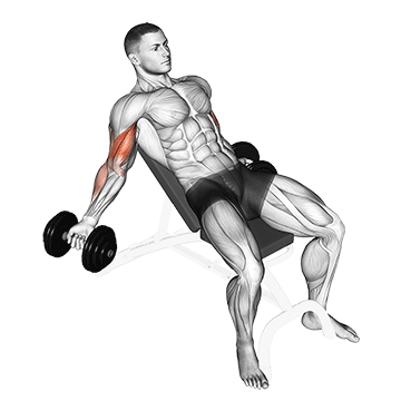 How to do Dumbbell Incline Inner Biceps Curl — animated demonstration