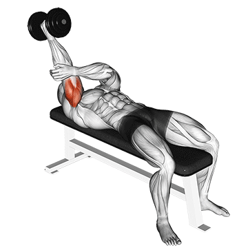 How to do Supinated Single-Arm Dumbbell Triceps Extension — animated demonstration