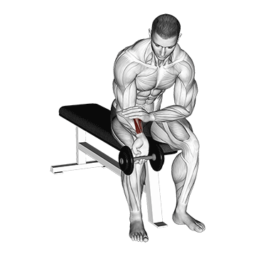 How to do Dumbbell Single-Arm Wrist Curl — animated demonstration