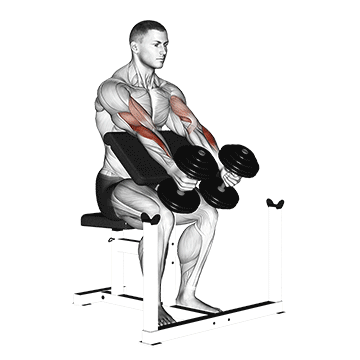 How to do Dumbbell Peacher Hammer Curl — animated demonstration