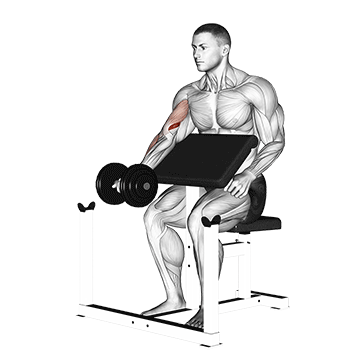 How to do Dumbbell Preacher Curl — animated demonstration