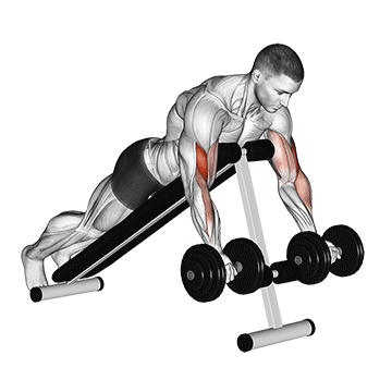 How to do Dumbbell Prone Incline Curl — animated demonstration