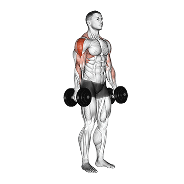 How to do Dumbbell Raise — animated demonstration