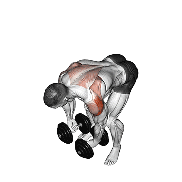 How to do Bent-Over Dumbbell Rear Delt Raise — animated demonstration