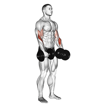 How to do Dumbbell Reverse-Grip Biceps Curl — animated demonstration