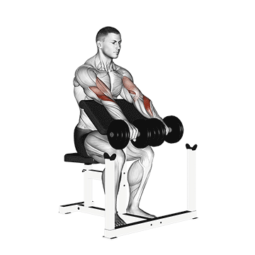 How to do Dumbbell Reverse Preacher Curl — animated demonstration