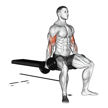 How to do Dumbbell Seated Curl — animated demonstration