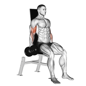 How to do Dumbbell Seated Inner Biceps Curl — animated demonstration