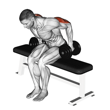 How to do Dumbbell Seated Kickback — animated demonstration