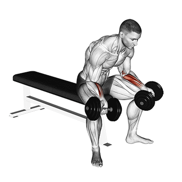 How to do Dumbbell Seated Palms Up Wrist Curl — animated demonstration