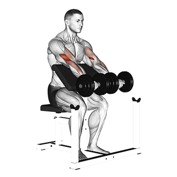 How to do Dumbbell Seated Preacher Curl — animated demonstration
