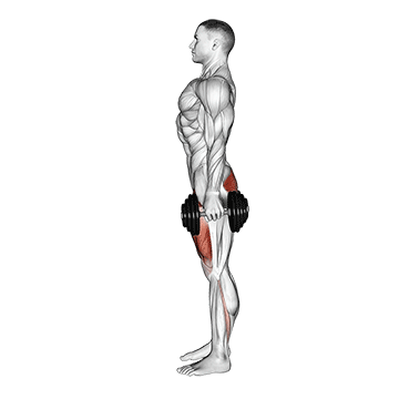 How to do Dumbbell Squat — animated demonstration