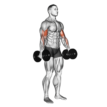 How to do Dumbbell Standing Biceps Curl — animated demonstration