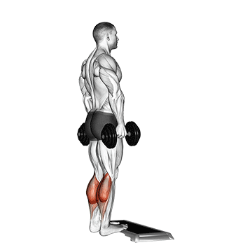 How to do Dumbbell Standing Calf Raise — animated demonstration