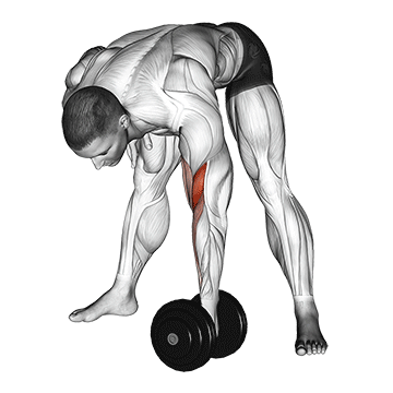 How to do Dumbbell Standing Concentration Curl — animated demonstration