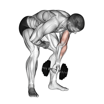 How to do Dumbbell Standing Single-Arm Concentration Curl — animated demonstration