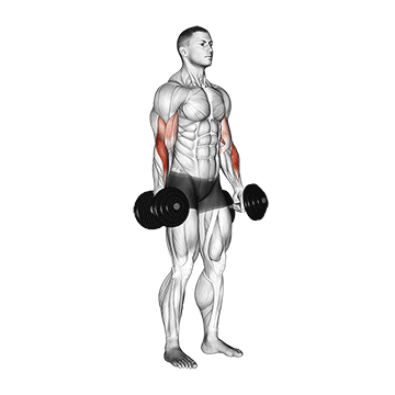 How to do Dumbbell Standing Reverse Curl — animated demonstration