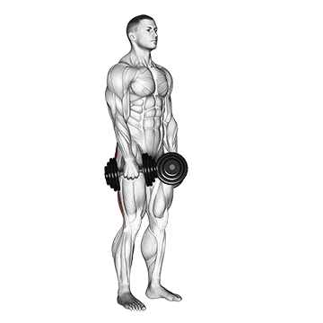 How to do Dumbbell Stiff Leg Deadlift — animated demonstration