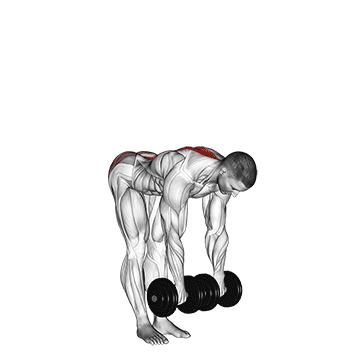 How to do Dumbbell Straight Leg Deadlift — animated demonstration