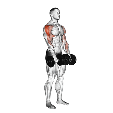 How to do Dumbbell Upright Row — animated demonstration