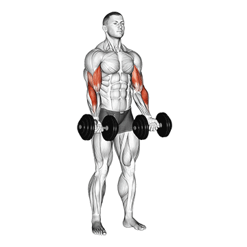 How to do Dumbbell Zottman Curl — animated demonstration