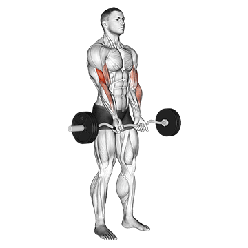 How to do EZ-Bar Close-Grip Curl — animated demonstration