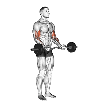 How to do EZ-Bar Curl — animated demonstration