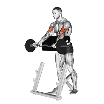 How to do EZ-Bar Spider Curl — animated demonstration