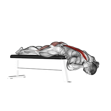 How to do Bench Hyperextension — animated demonstration
