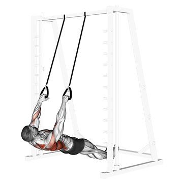 How to do Inverted Row with Straps — animated demonstration