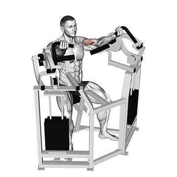 How to do Machine Biceps Curl — animated demonstration