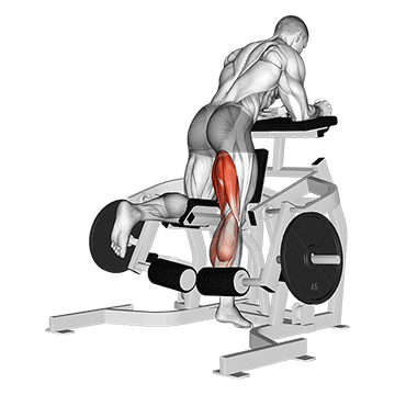 How to do Lever Kneeling Leg Curl — animated demonstration