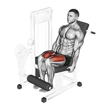 How to do Lever Leg Extension — animated demonstration