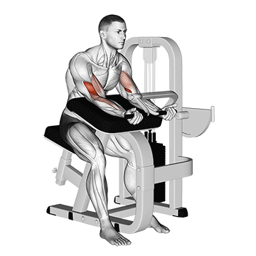 How to do Lever Preacher Curl — animated demonstration