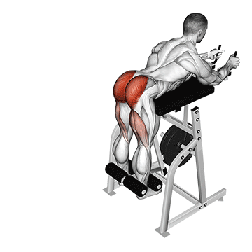 How to do Lever Reverse Hyperextension — animated demonstration