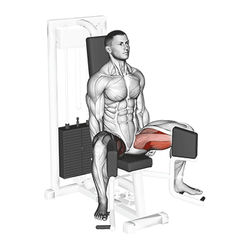 How to do Lever Seated Hip Adduction — animated demonstration