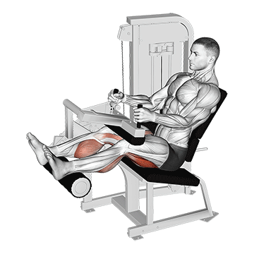 How to do Lever Seated Leg Curl — animated demonstration