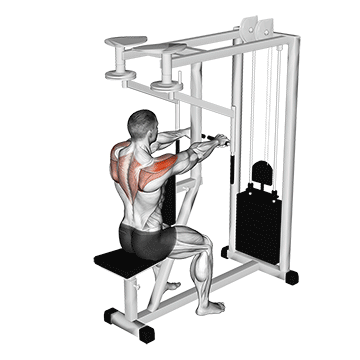 How to do Lever Seated Reverse Fly — animated demonstration