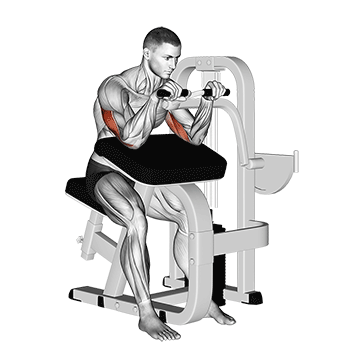 How to do Lever Triceps Extension — animated demonstration