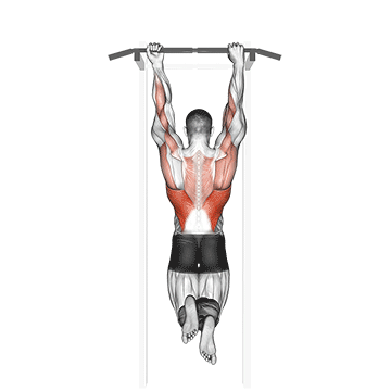 How to do Mixed Grip Chin-Up — animated demonstration
