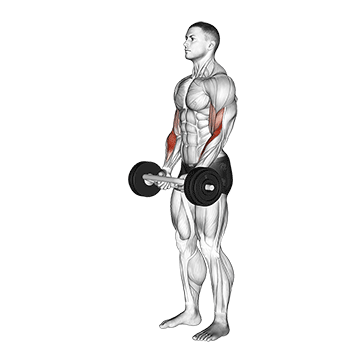 How to do Olympic Barbell Hammer Curl — animated demonstration