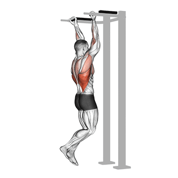 How to do Reverse-Grip Pull-Up — animated demonstration