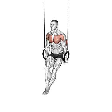 How to do Ring Dips — animated demonstration