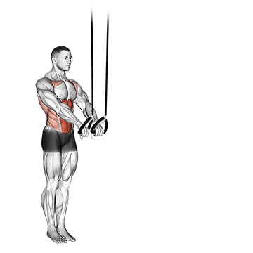 How to do Suspended Abdominal Fallout — animated demonstration