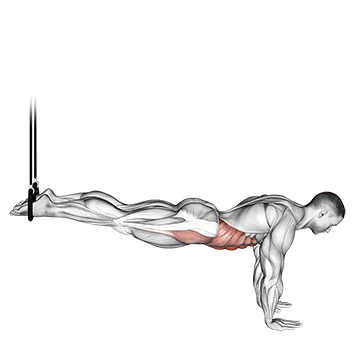 How to do Suspended Reverse Crunch — animated demonstration