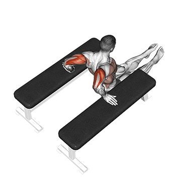 How to do Triceps Dip (Between Benches) — animated demonstration