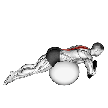 How to do Weighted Stability Ball Hyperextension — animated demonstration
