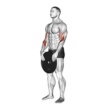 How to do Weighted Standing Curl — animated demonstration