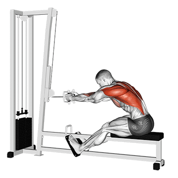 How to do Cable Seated Row — animated demonstration